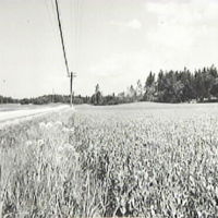 SLM M009142 - Skresta gravfält från sydsydost, foto våren 1968