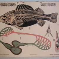 SLM 11064 17 - Skolplansch - fiskens anatomi