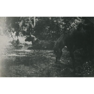 SLM P07-653 - Hästar i skogen, 1934