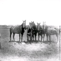 SLM Ö633 - Man och fyra hästar i hagen vid Ökna säteri i Floda socken
