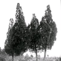 SLM Ö468 - Landskapsbild med träd