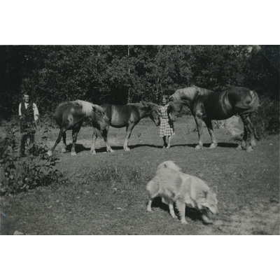 SLM P07-652 - Fritz Andersson och Lisa Hall med hästar, 1935