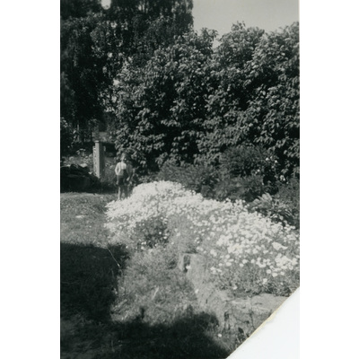 SLM P2022-1060 - Henrik Tandefelt i en trädgård, år 1947