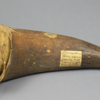 SLM 1112 - Fossilt horn, funnet på 4 fots djup i en torvmosse mellan Svärta och Åbro