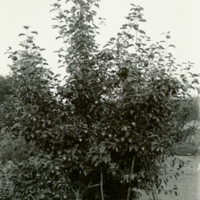 SLM P11-5734 - Säfstaholmsäpple i trädgården på Mörkhulta
