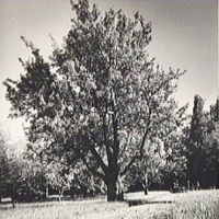 SLM A5-391 - Päronträd vid Rockelsta herrgård