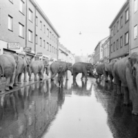 SLM OH0956-19 - Elefanter på Östra Storgatan, Nyköping