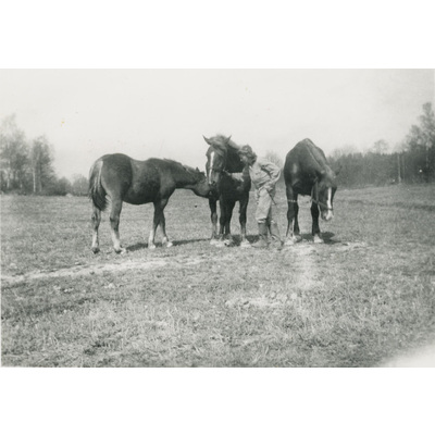 SLM P07-315 - Fröken Hall och tre hästar