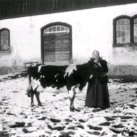 SLM M032748 - Ladugård, kvinna med ko, Torps gård i Husby-Oppunda på 1920-talet
