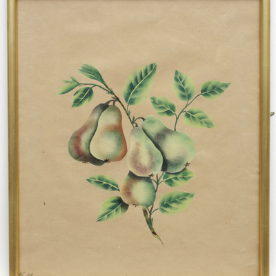 SLM 11998 4 - Akvarell, päron, av Hilda Lundqvist (1858-1944)