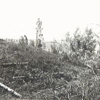 SLM M009141 - Skresta gravfälts västra del från norr, foto våren 1968