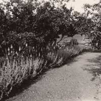 SLM P11-6046 - Trädgården hemma hos Govert och Hildegard Indebetou på Mörkhulta