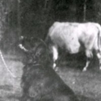 SLM M032714 - Ko och hund vid Björkliden