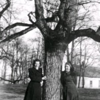 SLM M029916 - Två kvinnor och ett träd