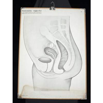SLM 54261 - Skolplansch - Anatomisk, kvinnans underliv