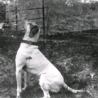 SLM M034011 - Möjligen hunden Pilot som tillhörde Ivar och Mathilda Brandberg i Nyköping, ca 1900