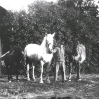 SLM X2184-78 - En pojke med tre hästar
