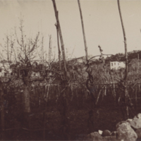 SLM P09-1044 - Vinstockar på Anacapri, Capri, Italien omkring 1903