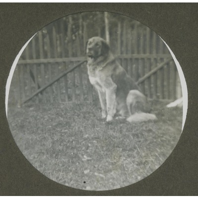SLM P09-1538 - Hund framför staket