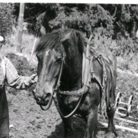 SLM M029634 - En man och en häst på en åker