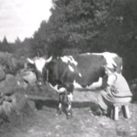 SLM M032717 - En ko mjölkas vid Björkliden