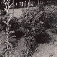 SLM P11-6044 - Trädgården hemma hos Govert och Hildegard Indebetou på Mörkhulta
