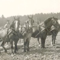 SLM M028969 - Harvning med fyra hästar och ett föl