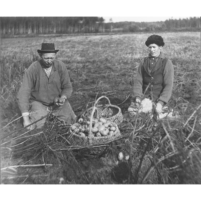 SLM SEM_Dg463 - Potatisskörd vid Karlbyå år 1920