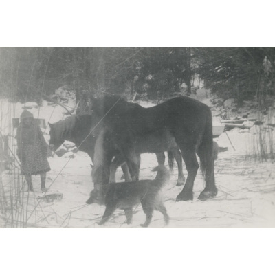 SLM P07-292 - Hästar och en hund i vinterlandskap