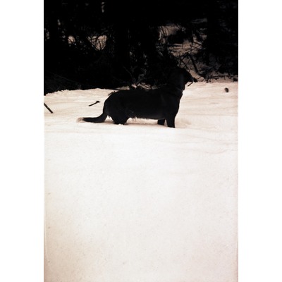 SLM X10-064 - Hund i vinterlandskap