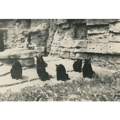 SLM P2022-1237 - Björnar på Detroit Zoo