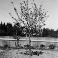 SLM P08-649 - Äppelträd i blom, sommaren 1948