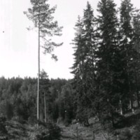 SLM M036221 - Skogsparti