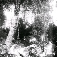 SLM Ö436 - Landskap med träd