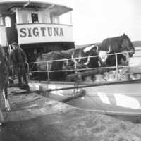 SLM X10-253 - Djurtransport med ångfartyget Sigtuna