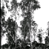 SLM Ö491 - Landskapsbild, träd vid röse