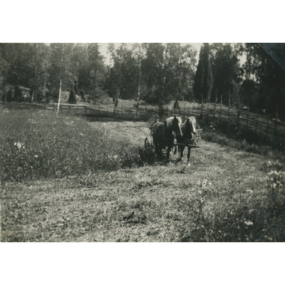 SLM P07-567 - Fritz Andersson slår gräs med hästar på Björktorp, 1931