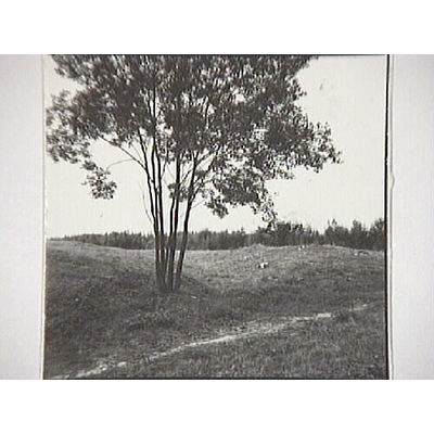 SLM A28-449 - Träd vid Broby, foto 1972