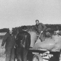 SLM P05-14 - Knut Jansson och sommargäster lastar säd vid Stäket i Sorunda socken omkring 1960