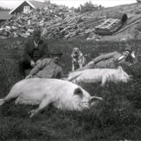 SLM M032977 - Grisslakt vid Klippan, Husby-Oppunda, från vänster: Johan Andersson, Karl Ernst Haglund, hunden Roy, Erik Norén år 1928