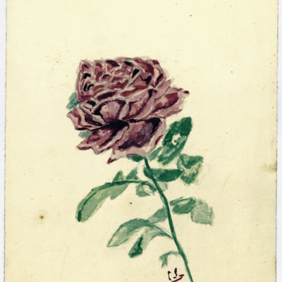 SLM 36575 9 - Akvarell, ros, målad av Clara Sandströmer (1861-1942)