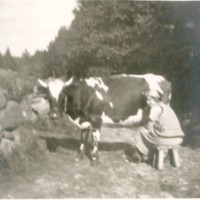SLM M032598 - Kvinna som mjölkar en ko, från albumet 