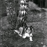 SLM X1846-78 - En hund vid en björk