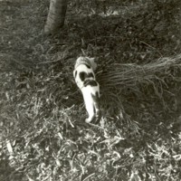 SLM P2013-1696 - Katten Nasser med FN-bindel, från Suezkrisen 1956-57