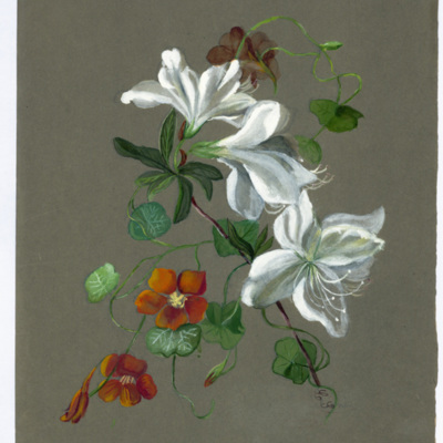 SLM 36575 5 - Akvarell, blomstermotiv målat av Clara Sandströmer (1861-1942)