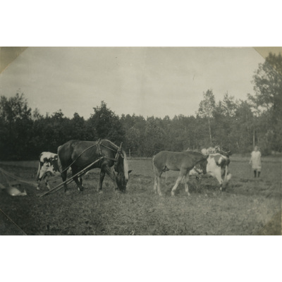 SLM P07-541 - Hästar och kor vid Björktorp, 1929