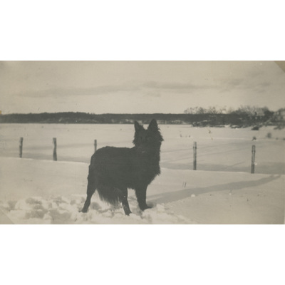 SLM P07-648 - En hund i snön vid Björktorps gård