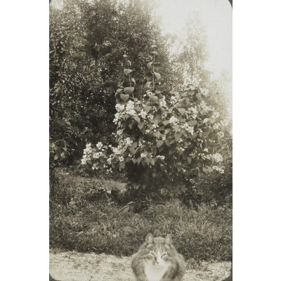 SLM P09-1498 - Katt i trädgård