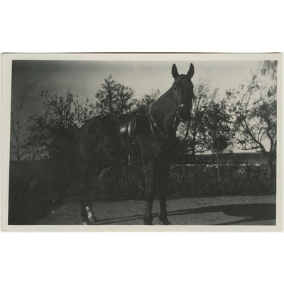 SLM P2022-0575 - Porträtt av en häst