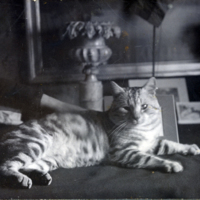 SLM P07-1707 - En av Aurore Holmbergs älskade katter